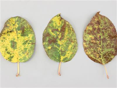 Laboratoire d'expertise et de diagnostic en phytoprotection - MAPAQ
