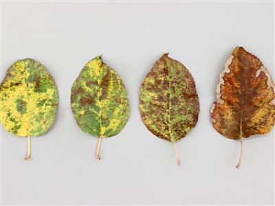 Laboratoire d'expertise et de diagnostic en phytoprotection - MAPAQ