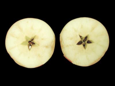 Laboratoire d'expertise et de diagnostic en phytoprotection - MAPAQ