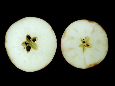 Laboratoire d'expertise et de diagnostic en phytoprotection - MAPAQ