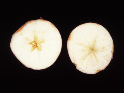 Laboratoire d'expertise et de diagnostic en phytoprotection - MAPAQ