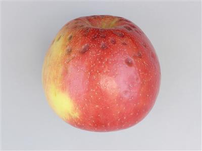 Laboratoire d'expertise et de diagnostic en phytoprotection - MAPAQ