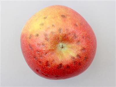 Laboratoire d'expertise et de diagnostic en phytoprotection - MAPAQ