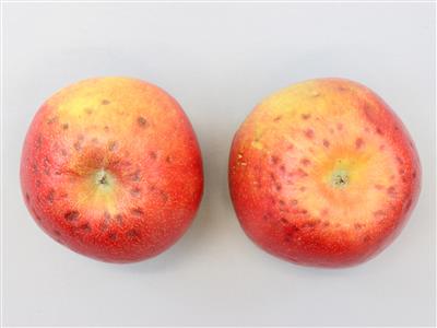 Laboratoire d'expertise et de diagnostic en phytoprotection - MAPAQ
