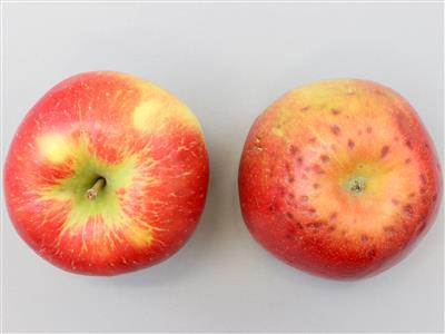 Laboratoire d'expertise et de diagnostic en phytoprotection - MAPAQ