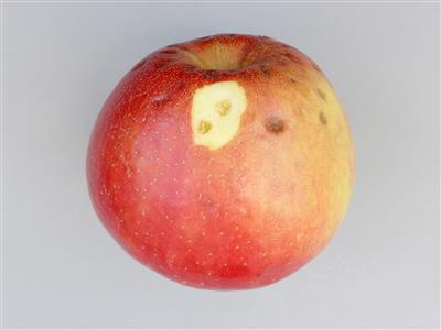 Laboratoire d'expertise et de diagnostic en phytoprotection - MAPAQ
