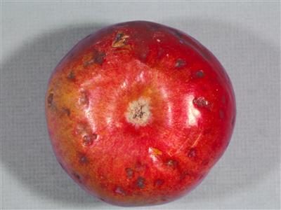 Laboratoire d'expertise et de diagnostic en phytoprotection - MAPAQ
