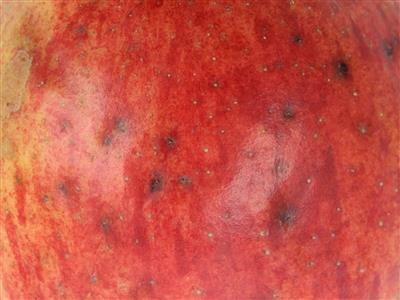 Laboratoire d'expertise et de diagnostic en phytoprotection - MAPAQ