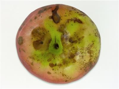 Laboratoire d'expertise et de diagnostic en phytoprotection - MAPAQ