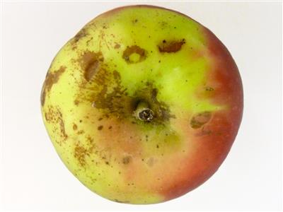 Laboratoire d'expertise et de diagnostic en phytoprotection - MAPAQ