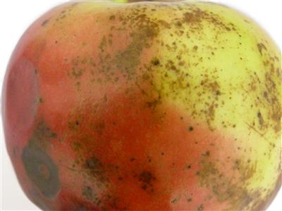 Laboratoire d'expertise et de diagnostic en phytoprotection - MAPAQ