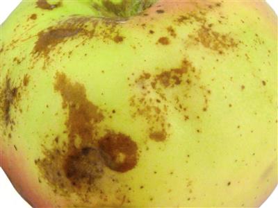 Laboratoire d'expertise et de diagnostic en phytoprotection - MAPAQ