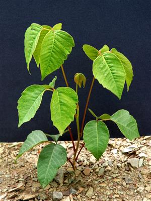 Laboratoire d'expertise et de diagnostic en phytoprotection - MAPAQ