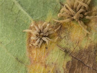 Laboratoire d'expertise et de diagnostic en phytoprotection - MAPAQ