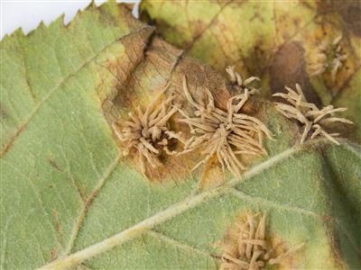 Laboratoire d'expertise et de diagnostic en phytoprotection - MAPAQ