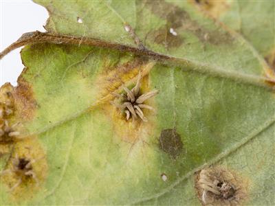 Laboratoire d'expertise et de diagnostic en phytoprotection - MAPAQ