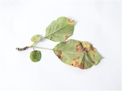 Laboratoire d'expertise et de diagnostic en phytoprotection - MAPAQ