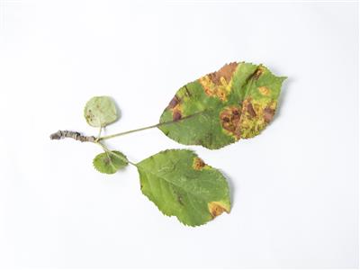 Laboratoire d'expertise et de diagnostic en phytoprotection - MAPAQ
