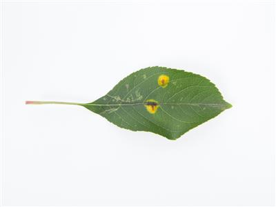 Laboratoire d'expertise et de diagnostic en phytoprotection - MAPAQ