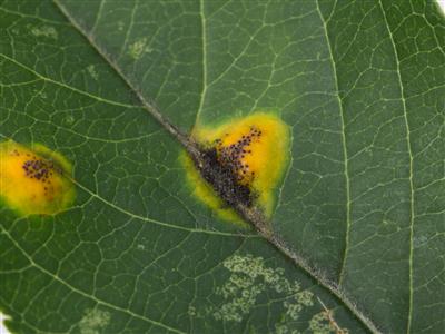 Laboratoire d'expertise et de diagnostic en phytoprotection - MAPAQ