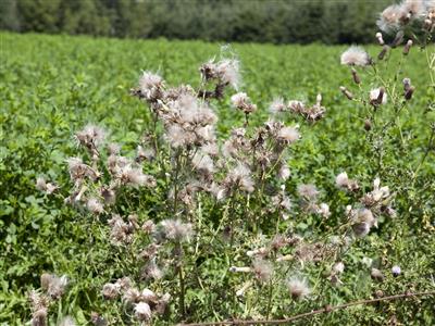 Laboratoire d'expertise et de diagnostic en phytoprotection - MAPAQ