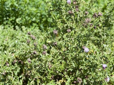 Laboratoire d'expertise et de diagnostic en phytoprotection - MAPAQ