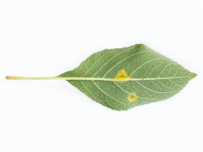 Laboratoire d'expertise et de diagnostic en phytoprotection - MAPAQ