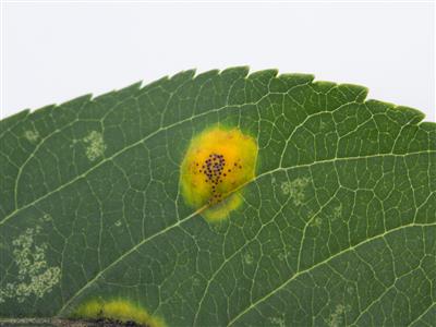 Laboratoire d'expertise et de diagnostic en phytoprotection - MAPAQ