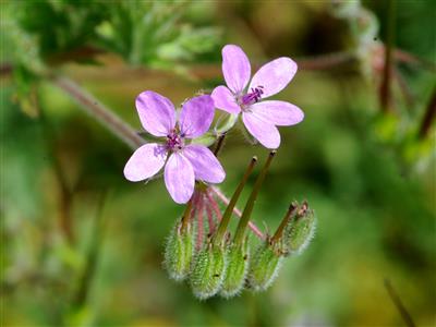 Laboratoire d'expertise et de diagnostic en phytoprotection - MAPAQ