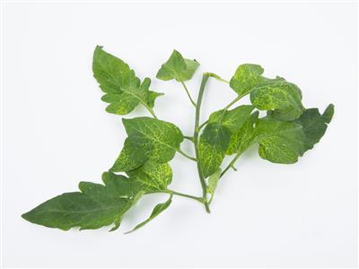 Laboratoire d'expertise et de diagnostic en phytoprotection - MAPAQ
