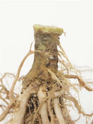 Laboratoire d'expertise et de diagnostic en phytoprotection - MAPAQ