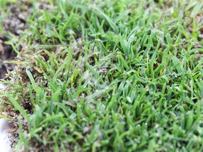 Laboratoire d'expertise et de diagnostic en phytoprotection - MAPAQ