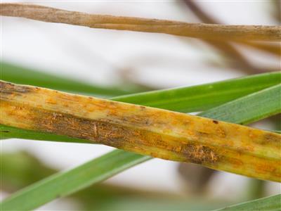 Laboratoire d'expertise et de diagnostic en phytoprotection - MAPAQ