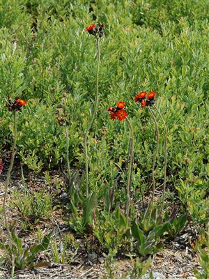 Laboratoire d'expertise et de diagnostic en phytoprotection - MAPAQ