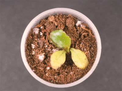Laboratoire d'expertise et de diagnostic en phytoprotection - MAPAQ