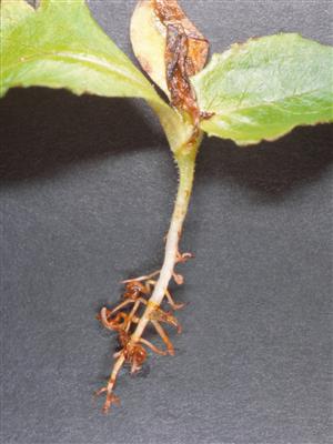 Laboratoire d'expertise et de diagnostic en phytoprotection - MAPAQ