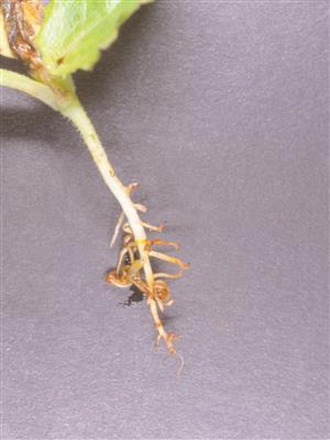 Laboratoire d'expertise et de diagnostic en phytoprotection - MAPAQ
