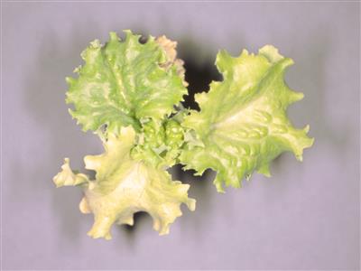Laboratoire d'expertise et de diagnostic en phytoprotection - MAPAQ