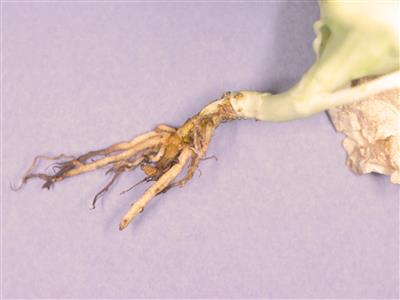 Laboratoire d'expertise et de diagnostic en phytoprotection - MAPAQ