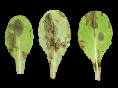 Laboratoire d'expertise et de diagnostic en phytoprotection - MAPAQ