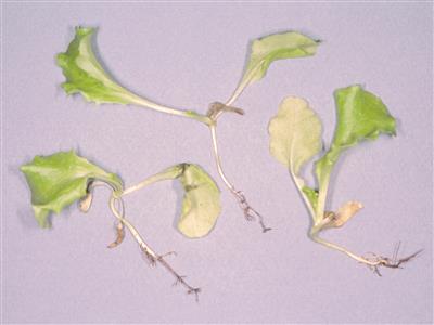 Laboratoire d'expertise et de diagnostic en phytoprotection - MAPAQ