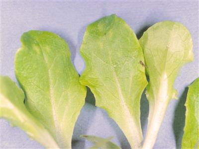 Laboratoire d'expertise et de diagnostic en phytoprotection - MAPAQ