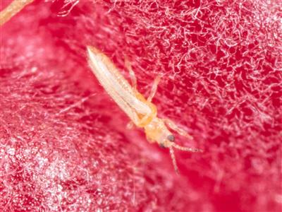Laboratoire d'expertise et de diagnostic en phytoprotection - MAPAQ