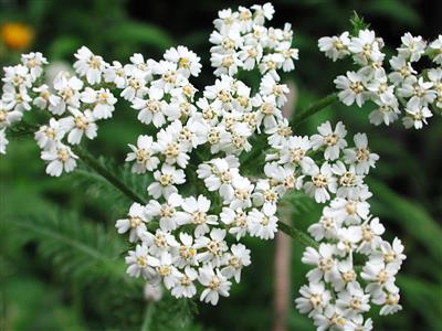 Achillée millefeuille rouge vif - Achillea millefolium 'Petra