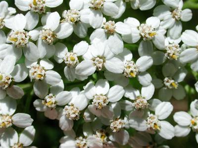 Achillée Millefeuille Blanc réf.242