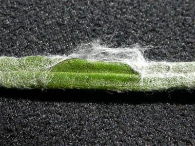 Laboratoire d'expertise et de diagnostic en phytoprotection - MAPAQ