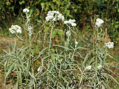 Laboratoire d'expertise et de diagnostic en phytoprotection - MAPAQ