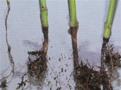 Laboratoire d'expertise et de diagnostic en phytoprotection - MAPAQ