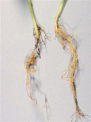 Laboratoire d'expertise et de diagnostic en phytoprotection - MAPAQ