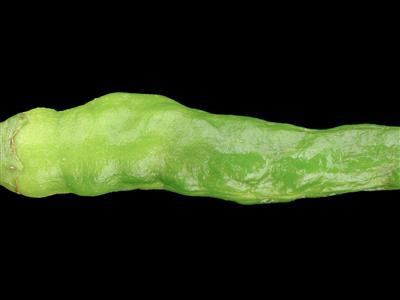 Laboratoire d'expertise et de diagnostic en phytoprotection - MAPAQ